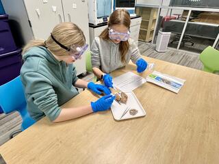 Two students dissecting a sheep brain in STEM Class