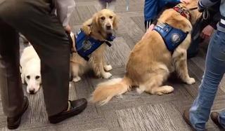 More service dogs at Oakwood School Reading Night